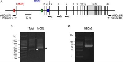 Expression, Localization, and Effect of High Salt Intake on Electroneutral Na+/HCO3– Cotransporter NBCn2 in Rat Small Intestine: Implication in Intestinal NaCl Absorption